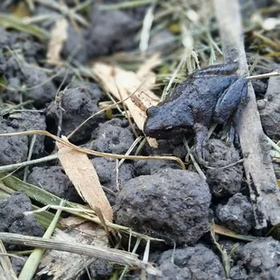 Frog/toad?