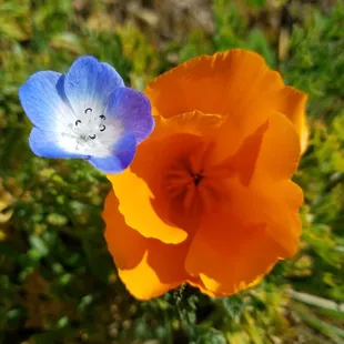 Flowers in the field