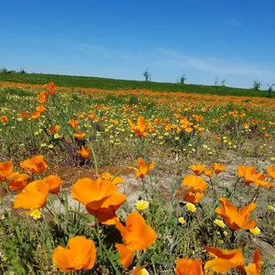 Field of poppys