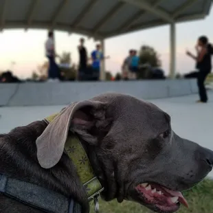 Gronk chilling to the music too.