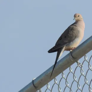 Mourning dove