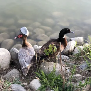 05/08/2020: Ducks just posing...