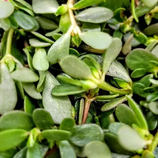 Verdolagas, or purslane...