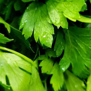 Beautiful Italian parsley...