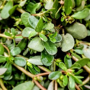 Verdolagas, or purslane... gorgeous!