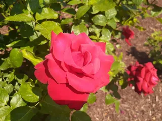 Renziehausen Park Rose Garden and Arboretum