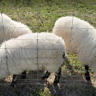 Visit our 14 sheep that roam the vineyard