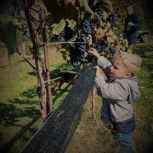 a toddler reaching for a bunch of grapes