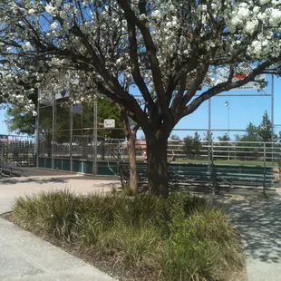 2 baseball diamonds, both with their own sets of bleachers near the public restrooms