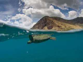 Honu Hawaii Activities