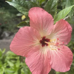 Amazing tropical flowers at Waimea Valley!