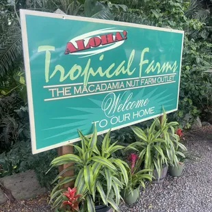 Macadamia nut farm! Great coffee too!