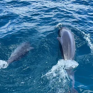 Dolphins