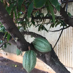 a cocoa pod hanging from a tree