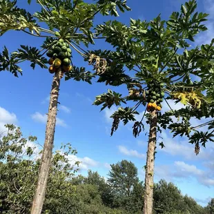fruit trees on the farm