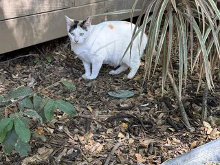 North Shore Macadamia Nut