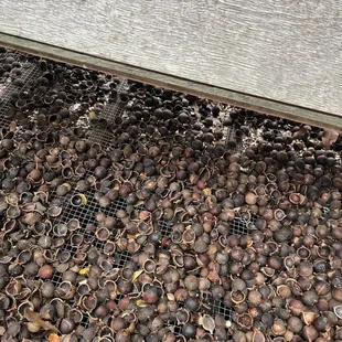 Macadamia nuts to crack