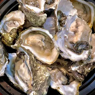 Fresh Oysters!