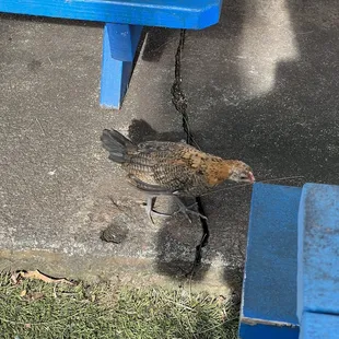 a dead bird on a leash