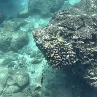 Sharks Cove snorkeling
