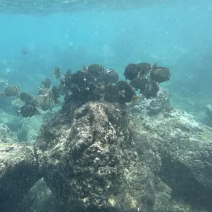Snorkeling in sharks cove