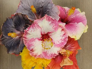 Hibiscus Lady Nursery