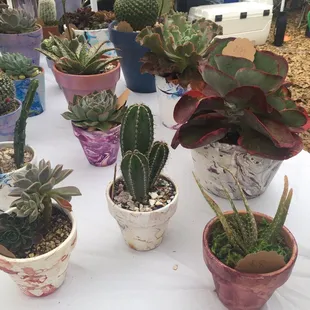 Cactus
