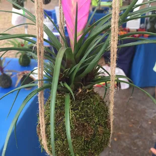 Hanging plant
