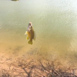 There are perch in the fishing pond.