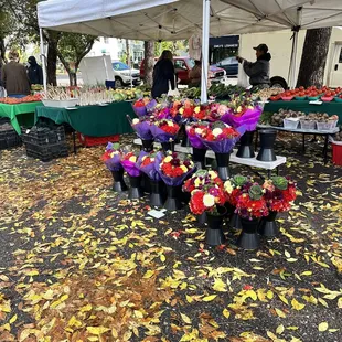 a variety of flowers