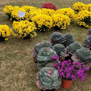 a variety of flowers