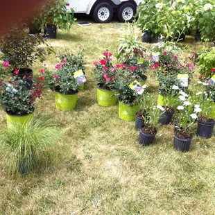 a variety of potted plants