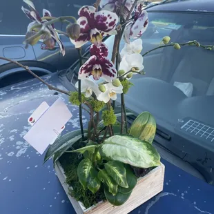 Orchids