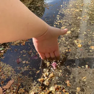 More water from the swap cooler outside of my patio.. my hand for reference to see how deep it was