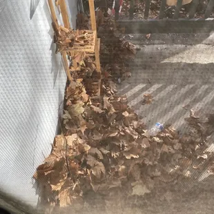 More leaves that were blown into my patio..