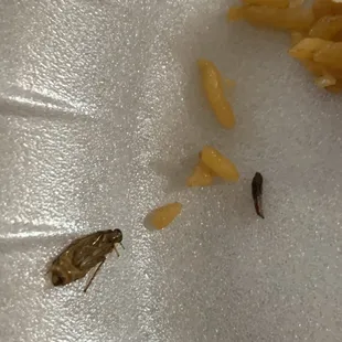 Close up of the roach