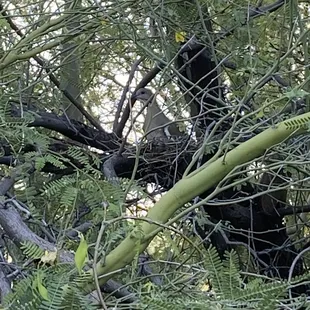 A white-winged dove sitting on its nest.