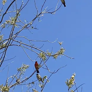 A family of 4 vermilion flycatchers.