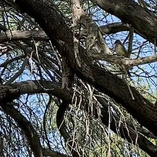 This female vermillion was on the move.