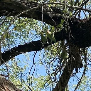 Only 4 of the many rosy faced lovebirds.