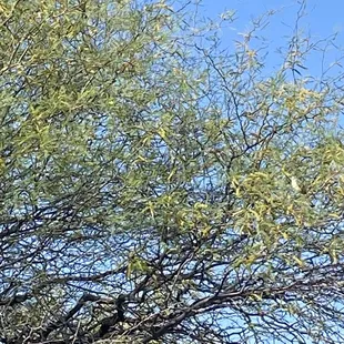 2 ash throated flycatchers flitting about.