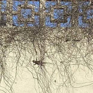 Could this be a horned lizard?