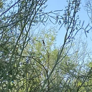Hammonds Flycatcher .