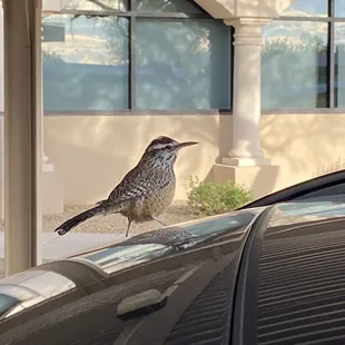 After an hour of birding, this cactus wren and pal were sure curious about my car.