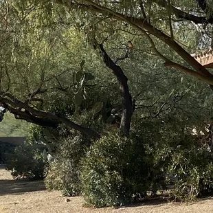 On the branch sits a neon orange female 'vermilion flycatcher'.