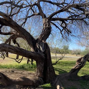 This is an awesome shaped tree that we pretended was our treehouse.