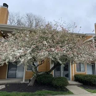 Beautiful flowering trees