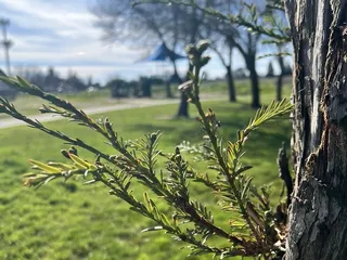 Phoenix Park