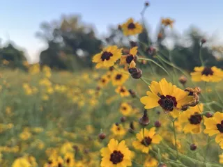 Farmington Historic Plantation