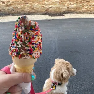 Medium cone with chocolate/vanilla swirl and rainbow sprinkles